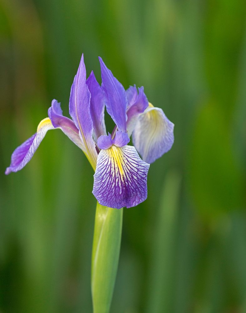 Southern blue flag iris-Iris virginica-Loxahatchee National Wildlife Refuge-Florida art print by Maresa Pryor for $57.95 CAD